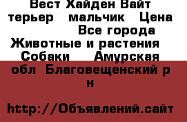 Вест Хайден Вайт терьер - мальчик › Цена ­ 35 000 - Все города Животные и растения » Собаки   . Амурская обл.,Благовещенский р-н